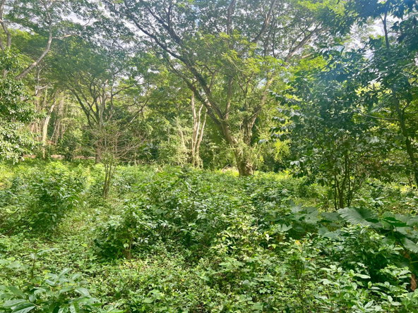 Second image of 2 Springfield District in Springfield, Westmoreland, Jamaica - property is For Sale