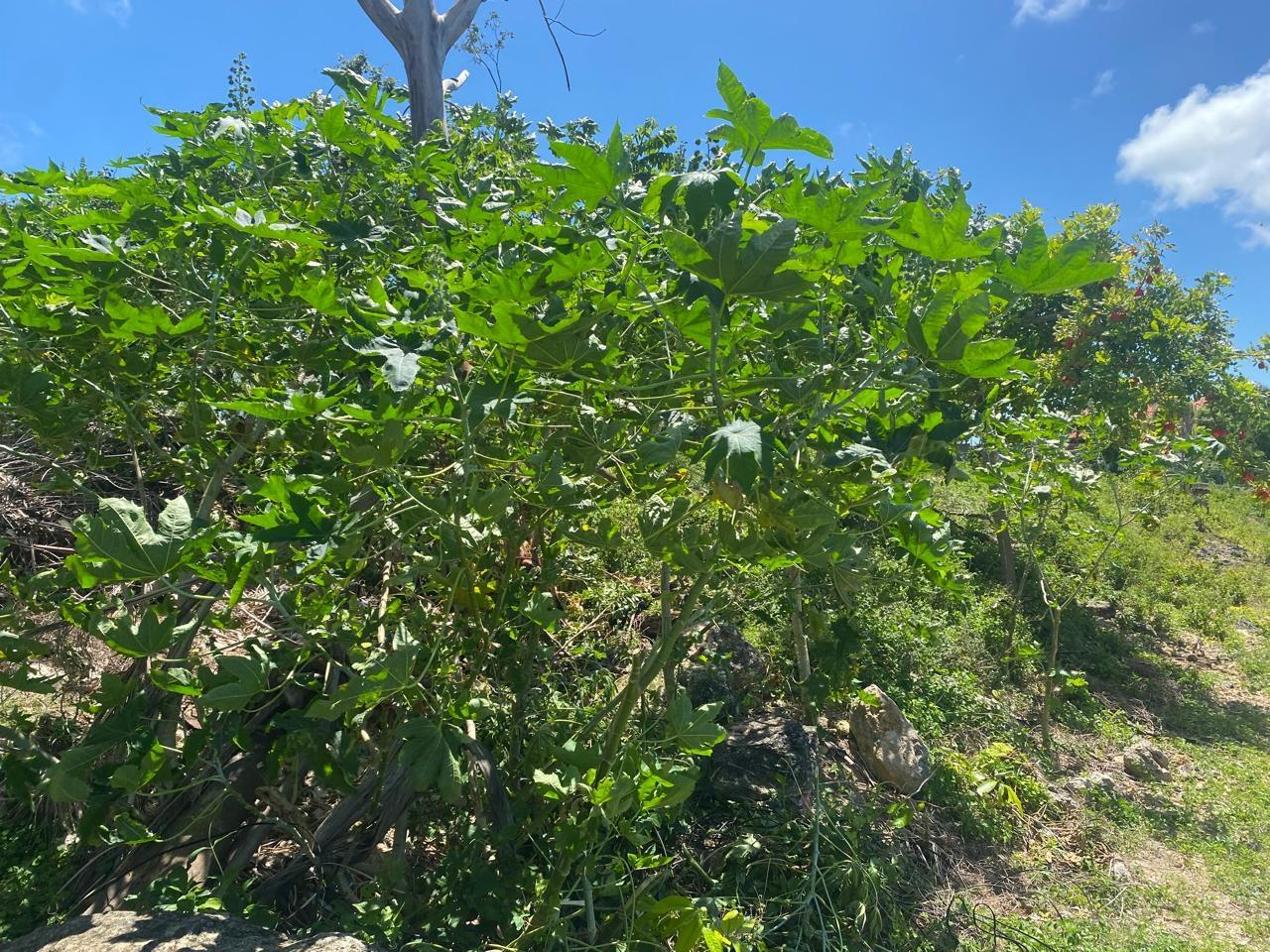 Seventh image of 457- Torado Heights, St. James in Montego Bay, St. James, Jamaica - property is For Sale