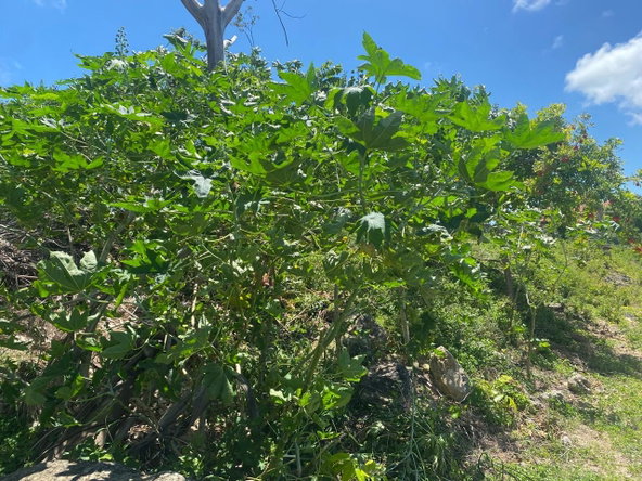 Seventh image of 457- Torado Heights, St. James in Montego Bay, St. James, Jamaica - property is For Sale
