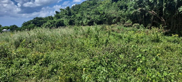 Fourth image of Whitehall st Elizabeth in Whitehall, St. Elizabeth, Jamaica - property is For Sale