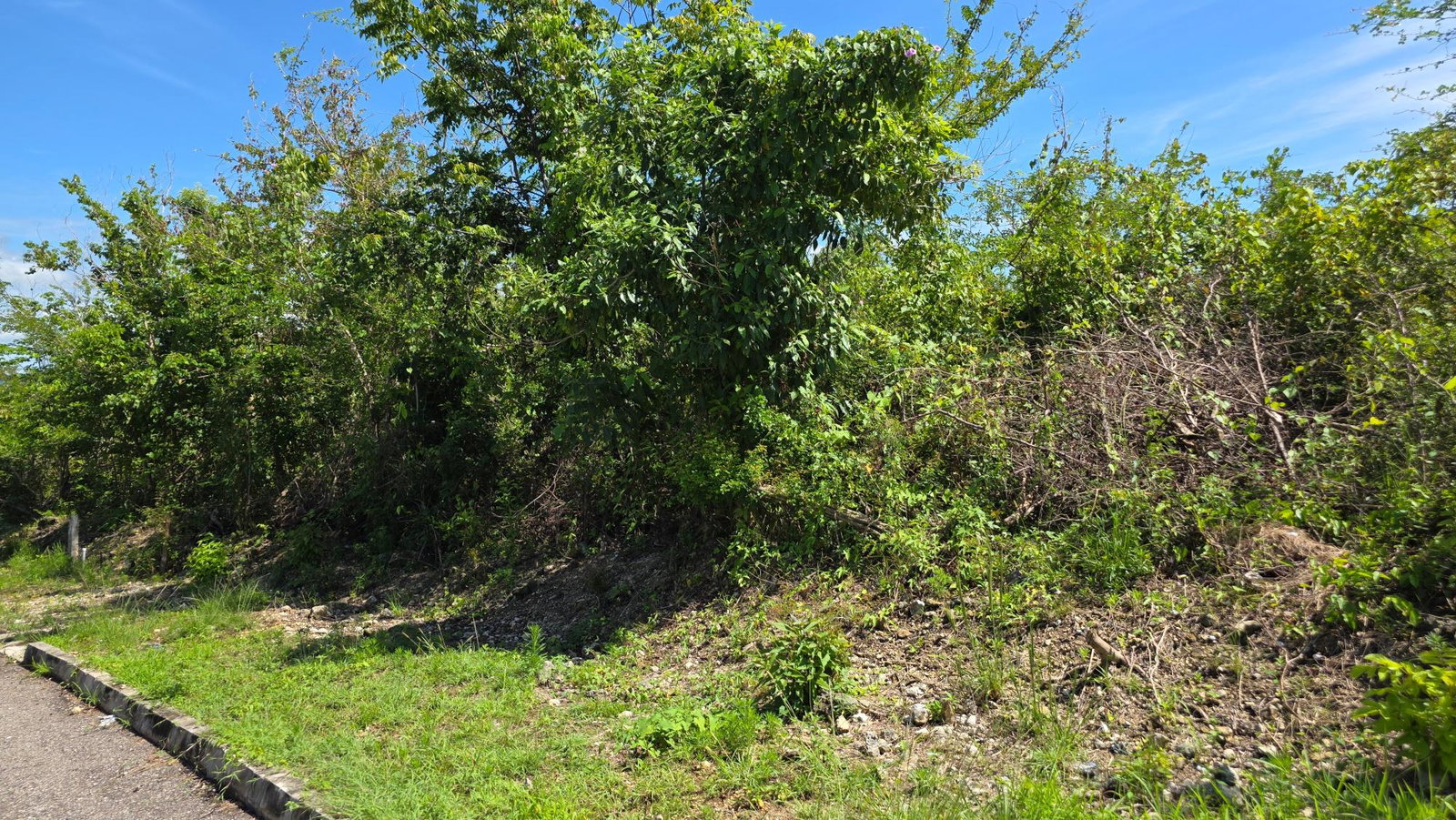 Twelfth image of Lot #50- Palm Brook Estate, Lacovi in Lacovia, St. Elizabeth, Jamaica - property is For Sale