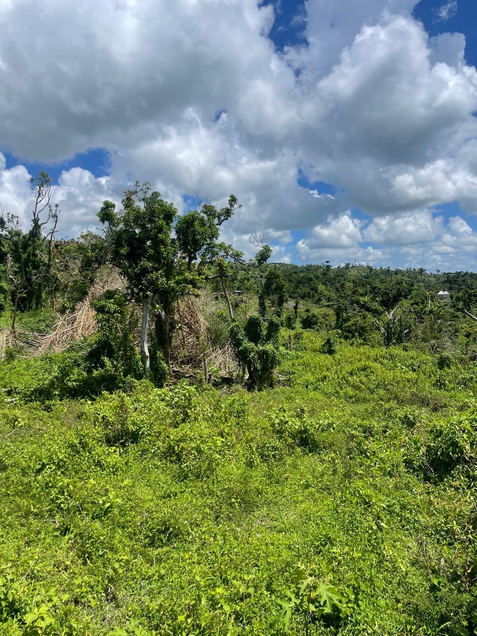 Third image of Part of New Works in New Works, Westmoreland, Jamaica - property is For Rent