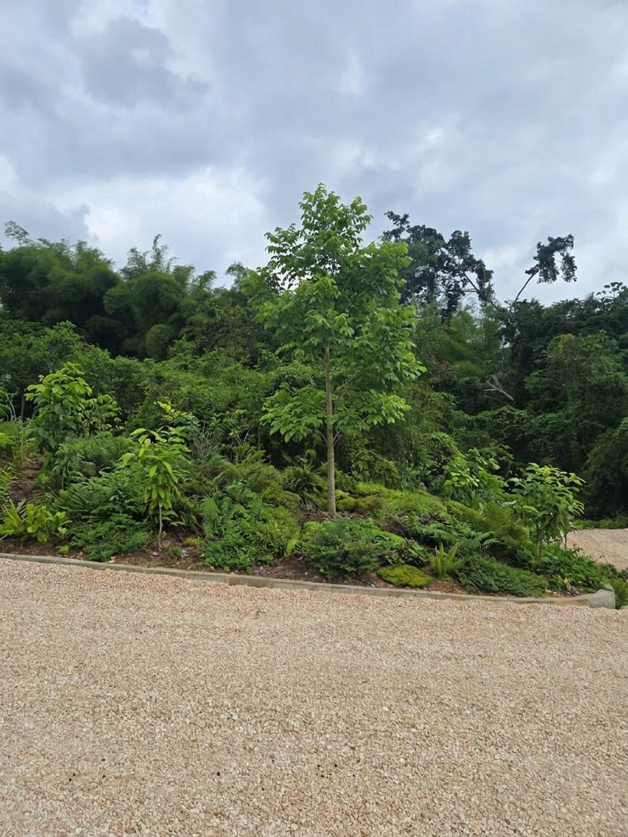 Second image of Lot#2 Buena Vista Boulevard in Linstead, St. Catherine, Jamaica - property is For Sale