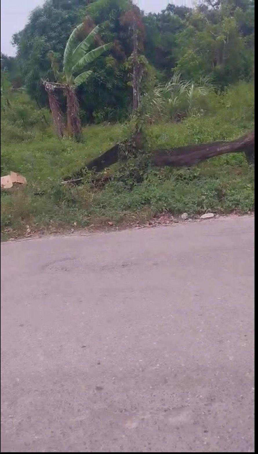 First image of Islington st Mary in Islington, St. Mary, Jamaica - property is For Sale