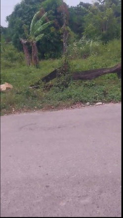 First image of Islington st Mary in Islington, St. Mary, Jamaica - property is For Sale