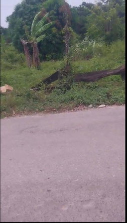 First image of Islington st Mary in Islington, St. Mary, Jamaica - property is For Sale
