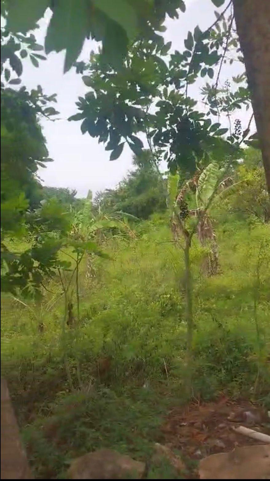 Third image of Islington st Mary in Islington, St. Mary, Jamaica - property is For Sale