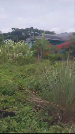 Fourth image of Islington st Mary in Islington, St. Mary, Jamaica - property is For Sale