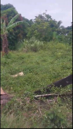 Sixth image of Islington st Mary in Islington, St. Mary, Jamaica - property is For Sale