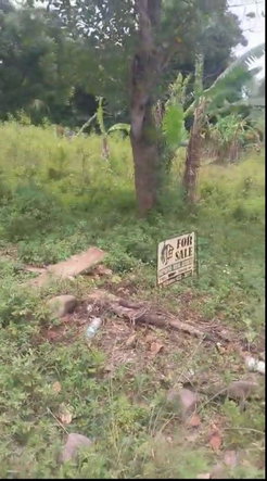 Seventh image of Islington st Mary in Islington, St. Mary, Jamaica - property is For Sale