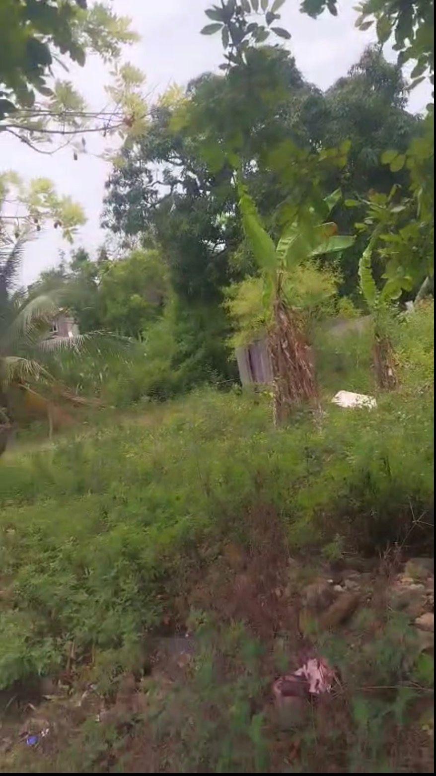 Eighth image of Islington st Mary in Islington, St. Mary, Jamaica - property is For Sale