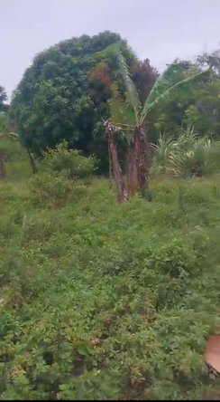 Ninth image of Islington st Mary in Islington, St. Mary, Jamaica - property is For Sale