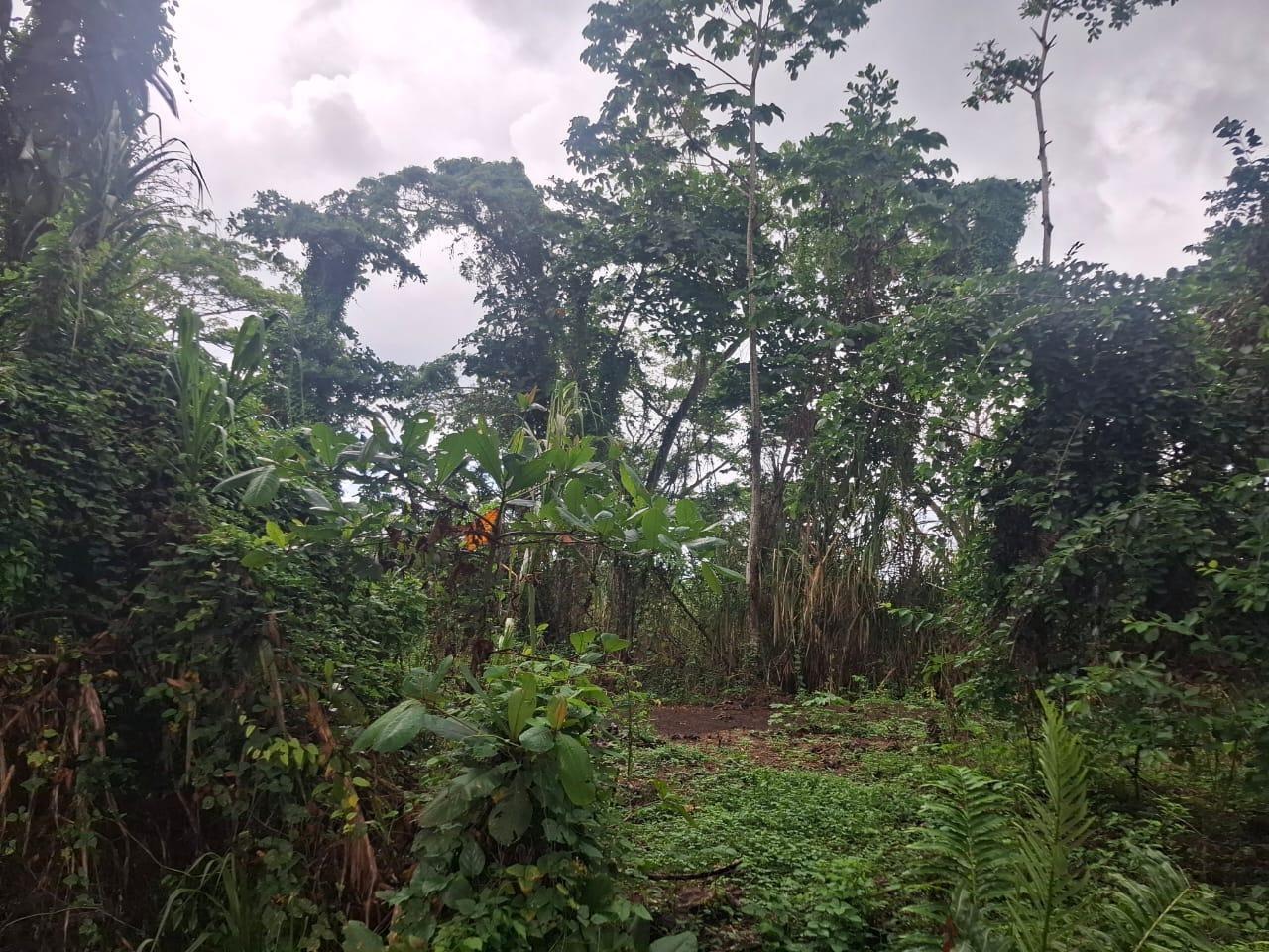 First image of Grays Inn Estate , st Mar in Grays Inn, St. Mary, Jamaica - property is For Sale