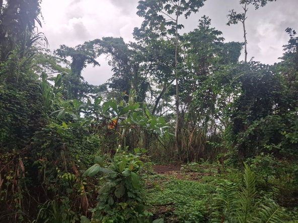 Second image of Grays Inn Estate , st Mar in Grays Inn, St. Mary, Jamaica - property is For Sale