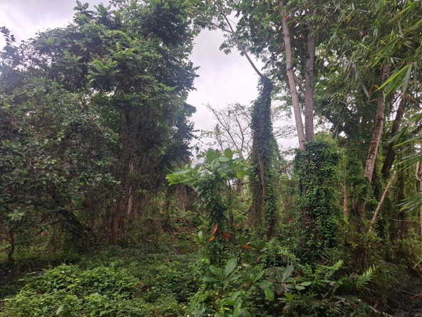 Third image of Grays Inn Estate , st Mar in Grays Inn, St. Mary, Jamaica - property is For Sale