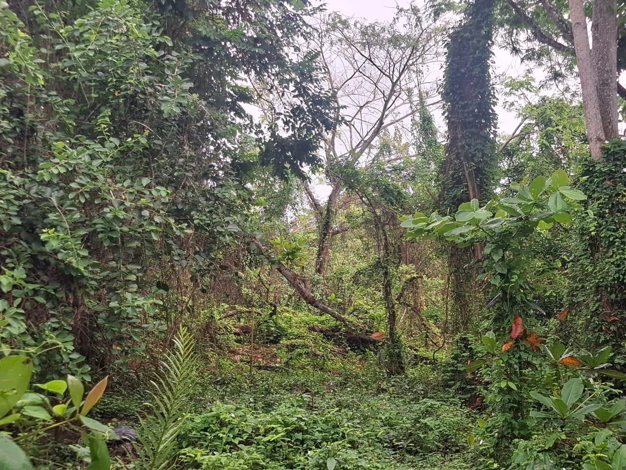 Fourth image of Grays Inn Estate , st Mar in Grays Inn, St. Mary, Jamaica - property is For Sale
