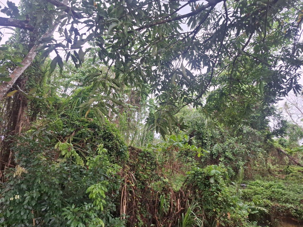 Fifth image of Grays Inn Estate , st Mar in Grays Inn, St. Mary, Jamaica - property is For Sale