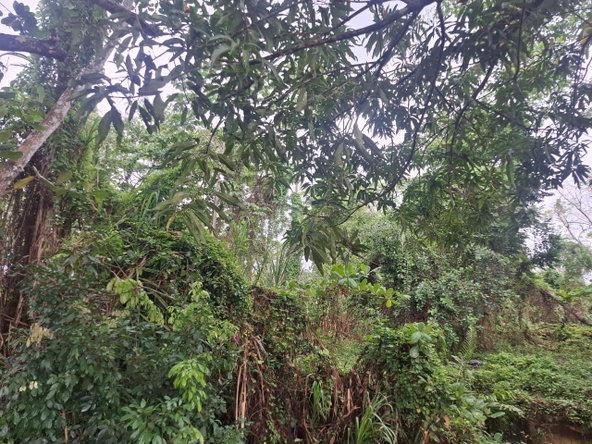 Sixth image of Grays Inn Estate , st Mar in Grays Inn, St. Mary, Jamaica - property is For Sale