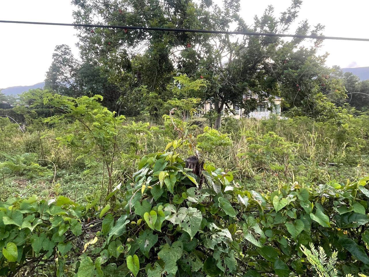 Fifth image of 82 & 83 Phantilands in Goshen, St. Elizabeth, Jamaica - property is For Sale