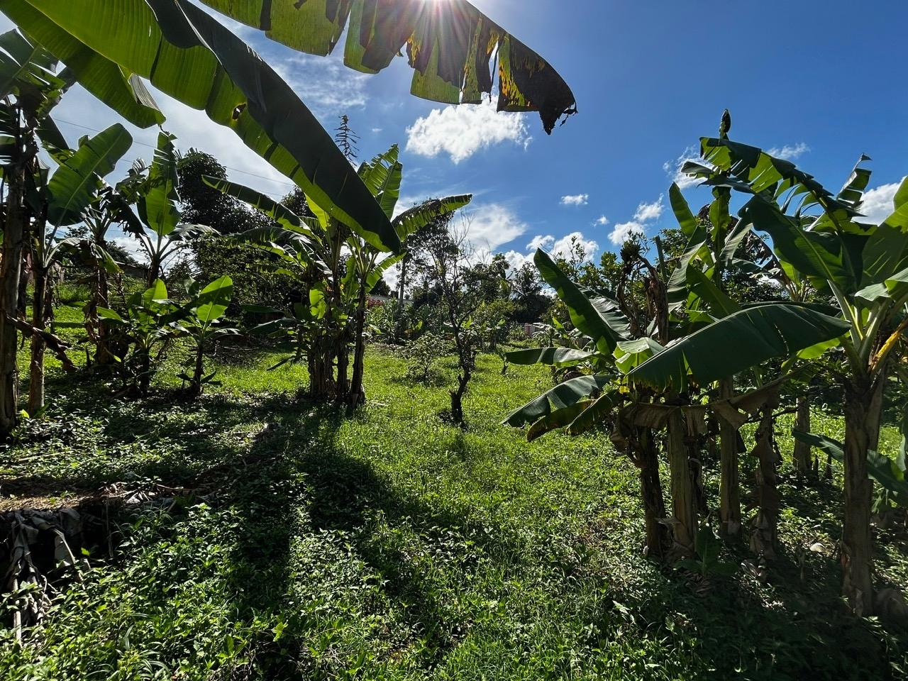Seventeenth image of Wallens, Linstead in Linstead, St. Catherine, Jamaica - property is For Sale