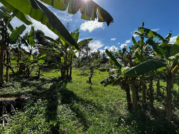Seventeenth image of Wallens, Linstead in Linstead, St. Catherine, Jamaica - property is For Sale