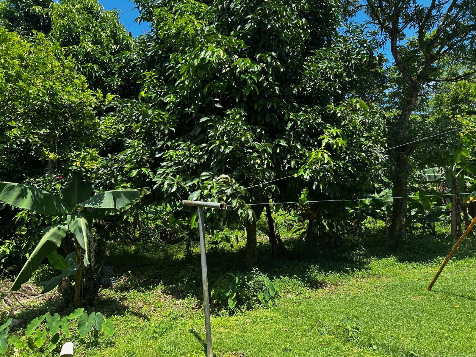 Eighteenth image of Wallens, Linstead in Linstead, St. Catherine, Jamaica - property is For Sale