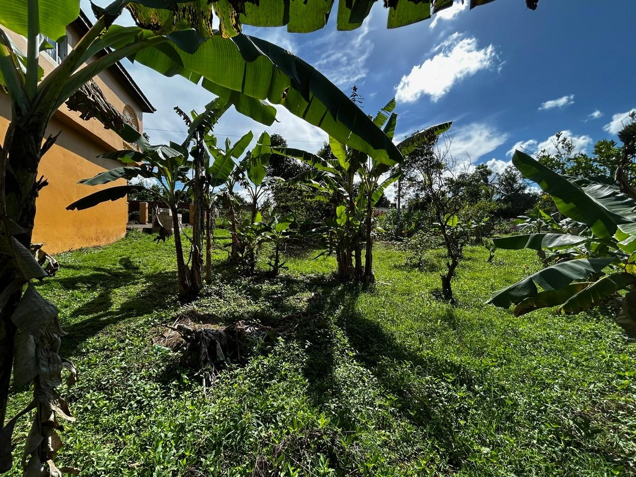 Twenty-First image of Wallens, Linstead in Linstead, St. Catherine, Jamaica - property is For Sale