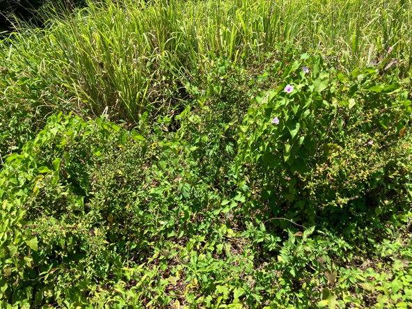 Third image of Lot 2 Beach Road Coral Spring t in Coral Spring, Trelawny, Jamaica - property is For Sale
