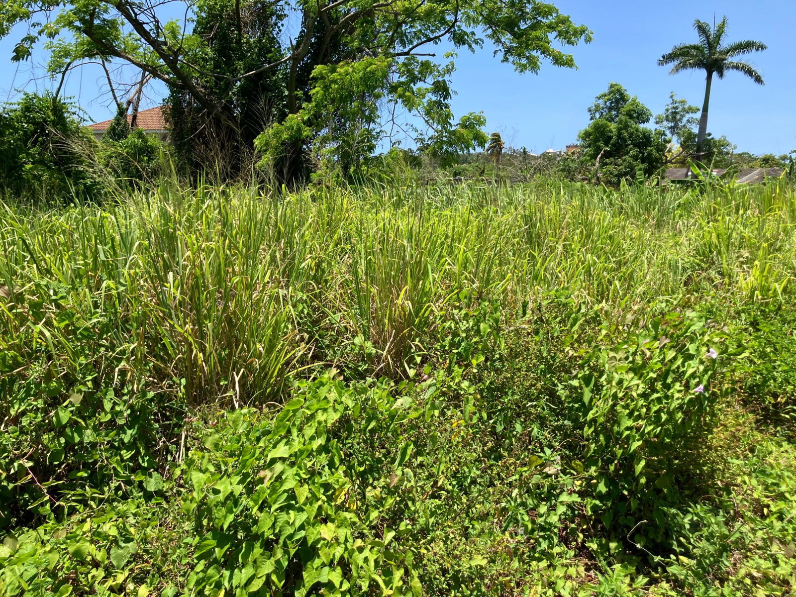 Fourth image of Lot 2 Beach Road Coral Spring t in Coral Spring, Trelawny, Jamaica - property is For Sale