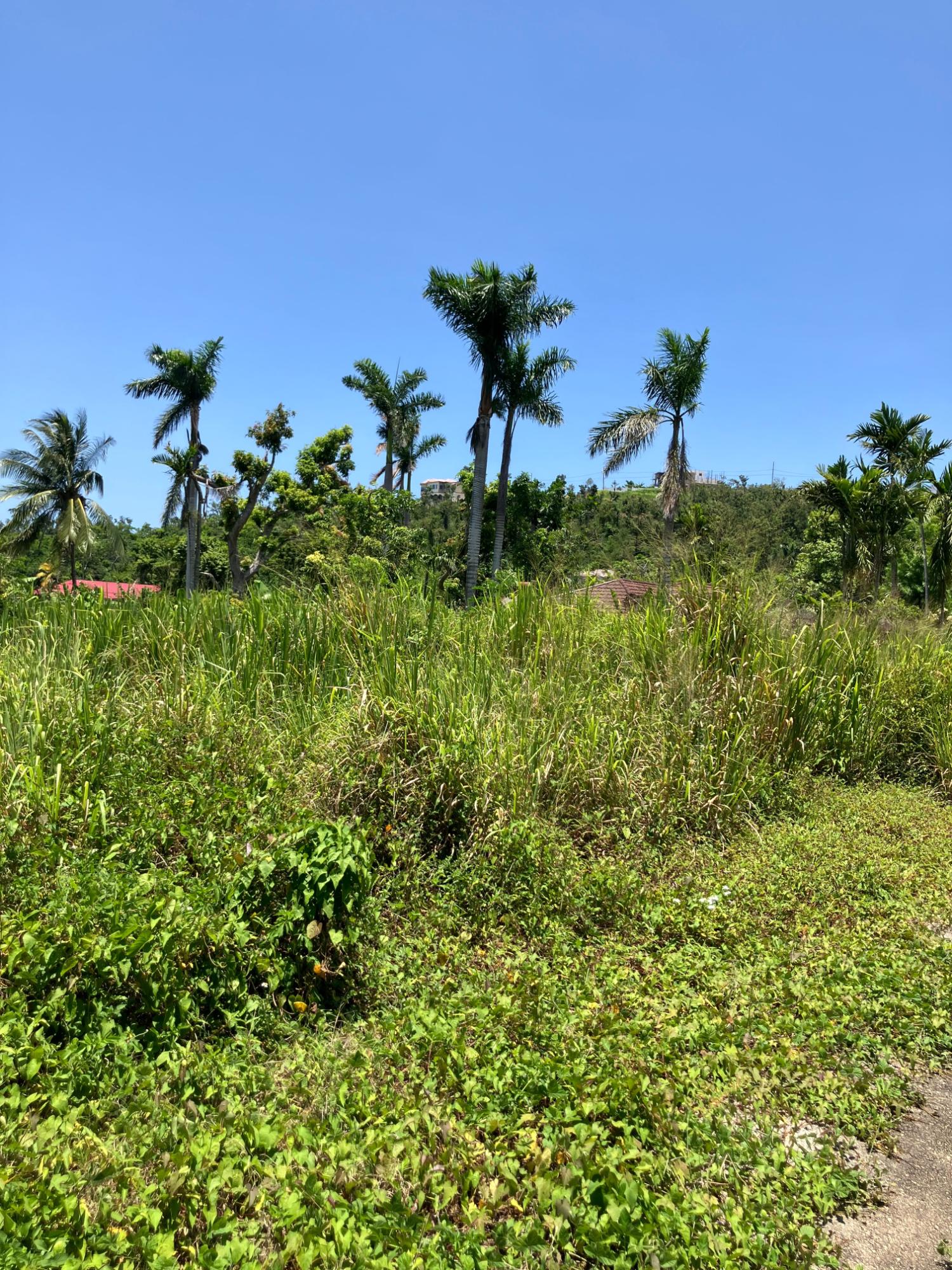 Sixth image of Lot 2 Beach Road Coral Spring t in Coral Spring, Trelawny, Jamaica - property is For Sale