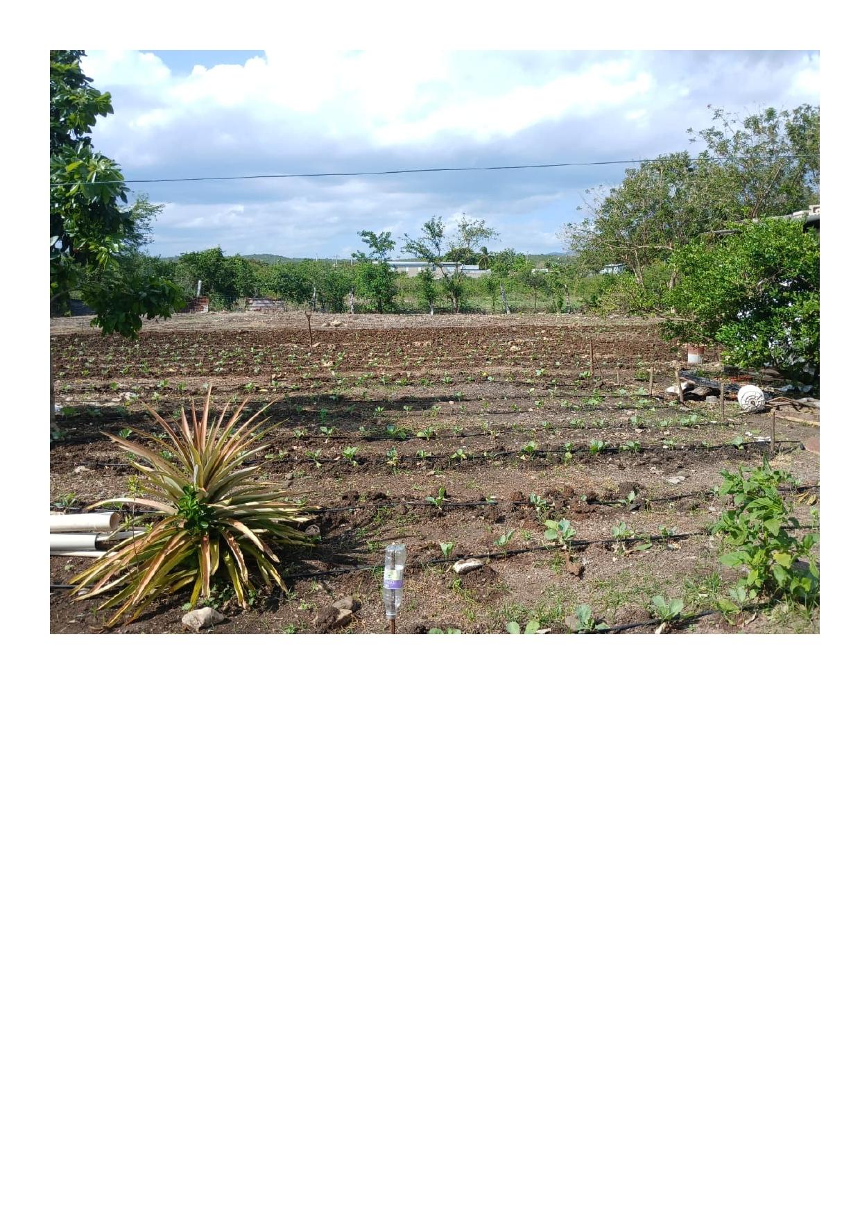 Fifth image of Green Park in Palmers Cross, Clarendon, Jamaica - property is For Sale