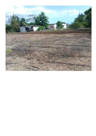 Sixth image of Green Park in Palmers Cross, Clarendon, Jamaica - property is For Sale