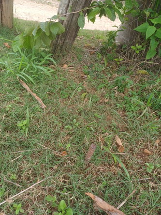 Fifth image of York Street, Wallens, Lin in Linstead, St. Catherine, Jamaica - property is For Sale