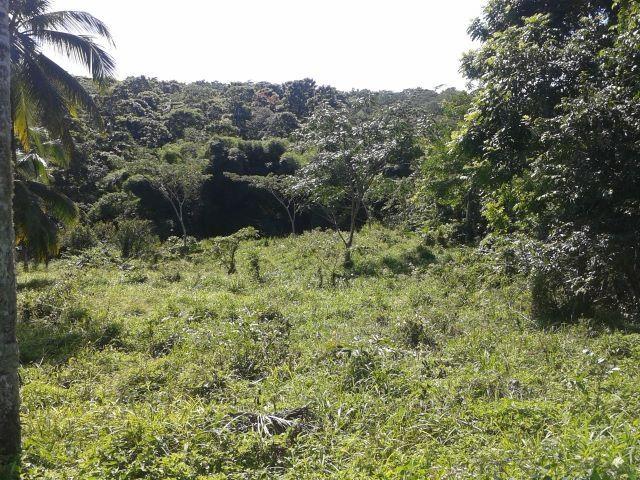 Tenth image of Oxford Estate, Brimmer ha in Free Hill, St. Mary, Jamaica - property is For Sale