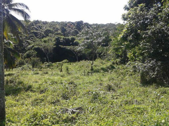 Tenth image of Oxford Estate, Brimmer ha in Free Hill, St. Mary, Jamaica - property is For Sale