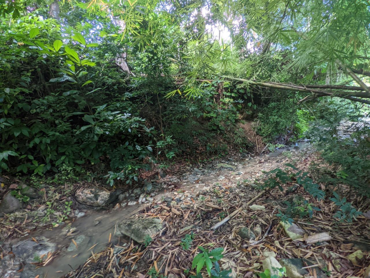 Twelfth image of Oxford Estate, Brimmer ha in Free Hill, St. Mary, Jamaica - property is For Sale