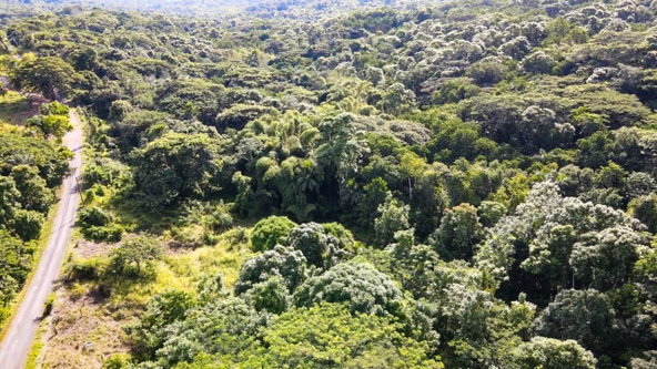 Thirteenth image of Oxford Estate, Brimmer ha in Free Hill, St. Mary, Jamaica - property is For Sale