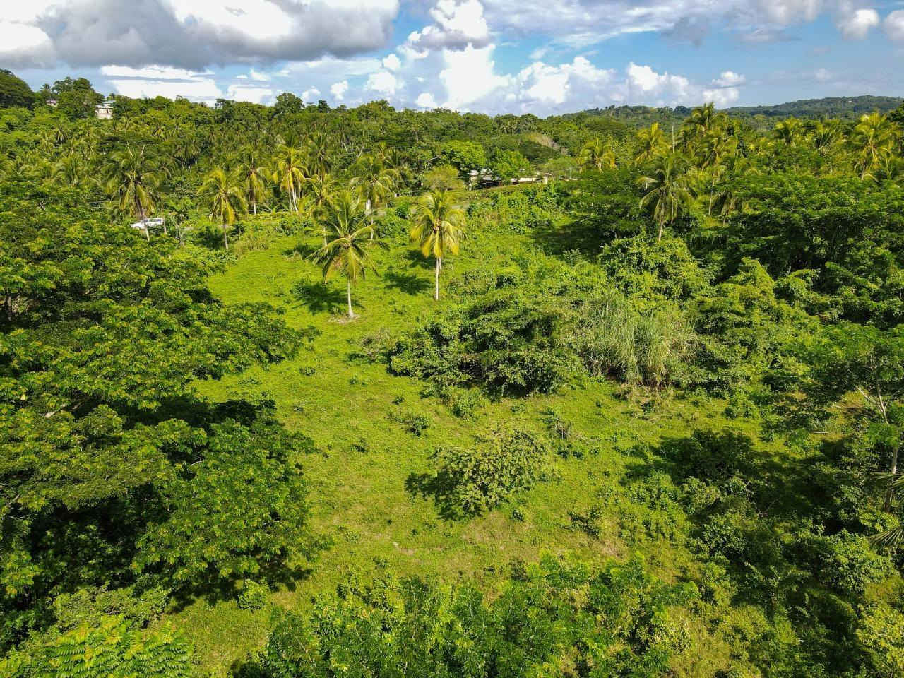 Fifth image of Oxford Estate, Brimmer ha in Free Hill, St. Mary, Jamaica - property is For Sale