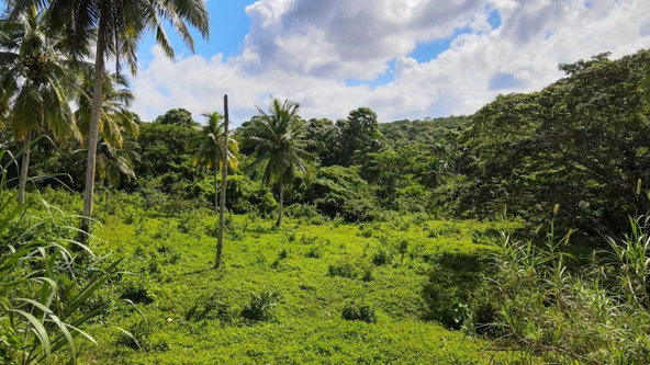 Sixth image of Oxford Estate, Brimmer ha in Free Hill, St. Mary, Jamaica - property is For Sale