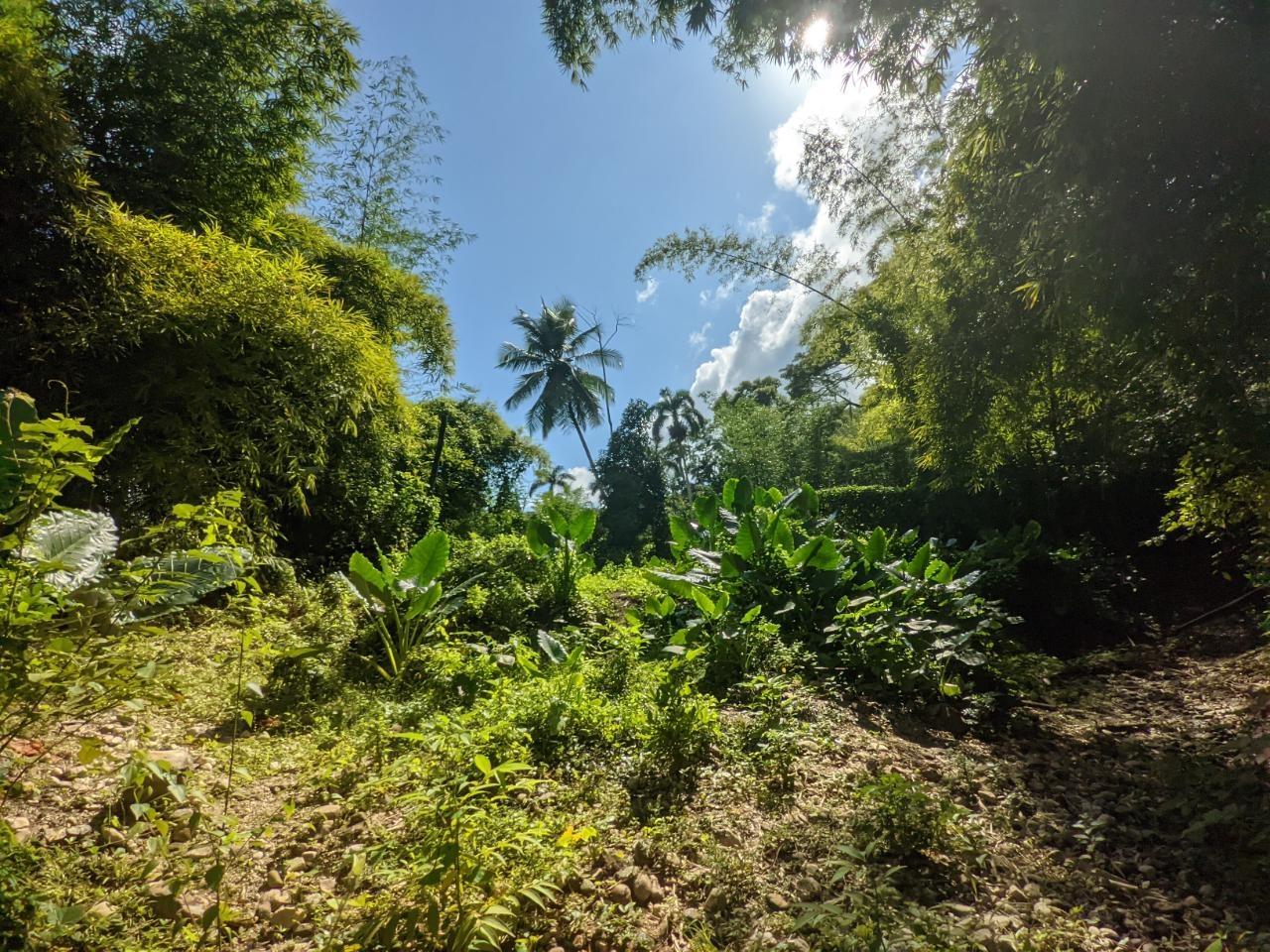 Ninth image of Oxford Estate, Brimmer ha in Free Hill, St. Mary, Jamaica - property is For Sale
