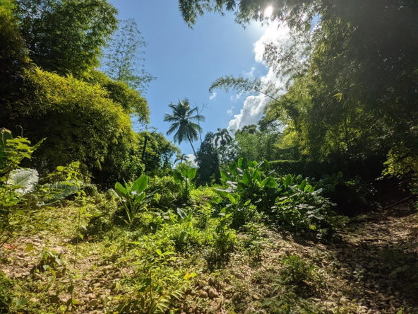 Ninth image of Oxford Estate, Brimmer ha in Free Hill, St. Mary, Jamaica - property is For Sale