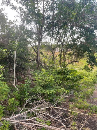 Second image of Mango Valley Road in Boscobel, St. Mary, Jamaica - property is For Sale