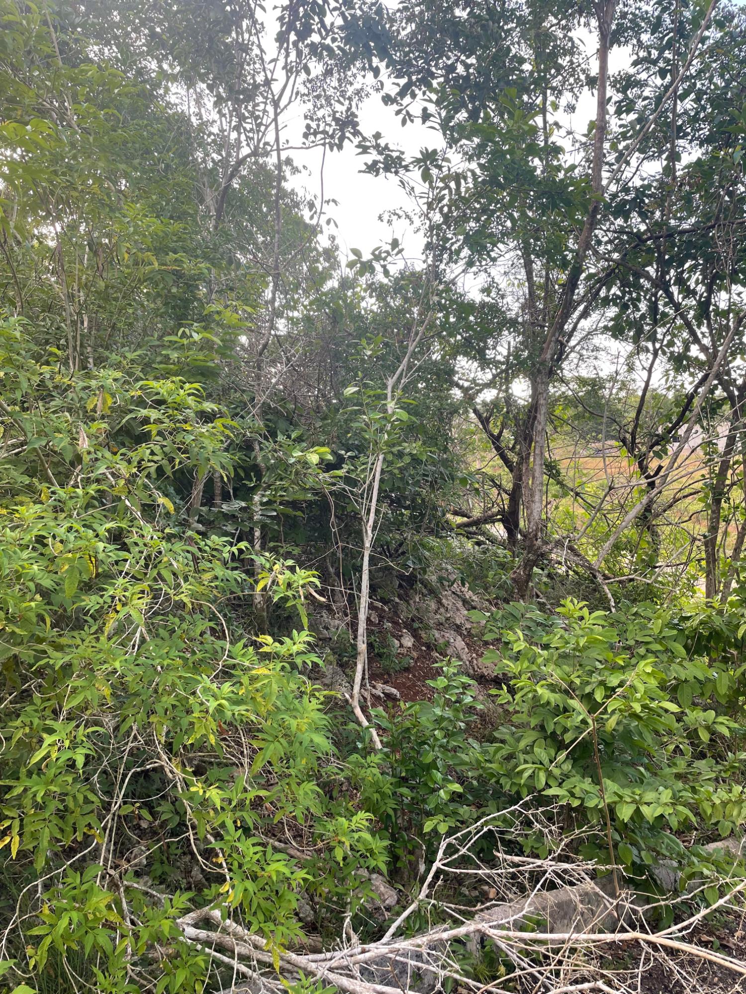 Third image of Mango Valley Road in Boscobel, St. Mary, Jamaica - property is For Sale
