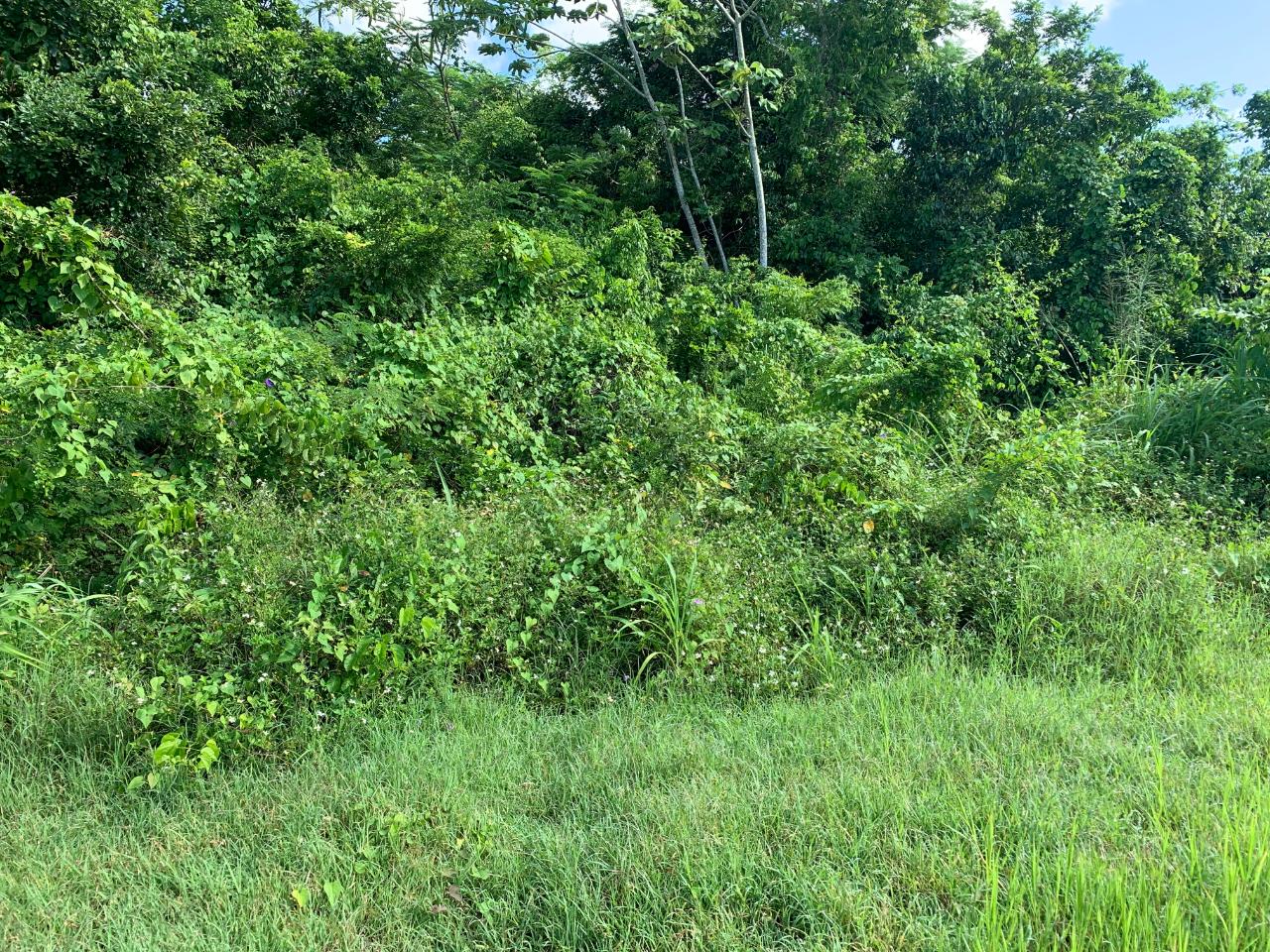 Thirtieth image of Fairfield/johns Hall Main in Montego Bay, St. James, Jamaica - property is For Sale