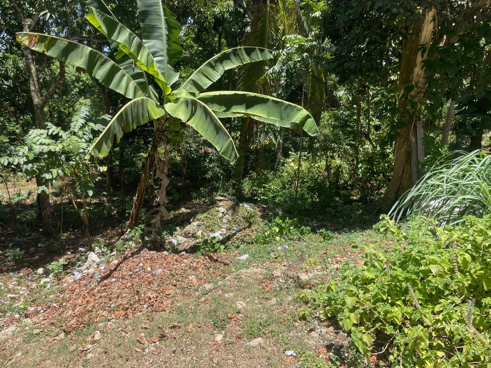 Tenth image of Lot 207- New Ground, Lime Hall, st in Lime Hall, St. Ann, Jamaica - property is For Sale