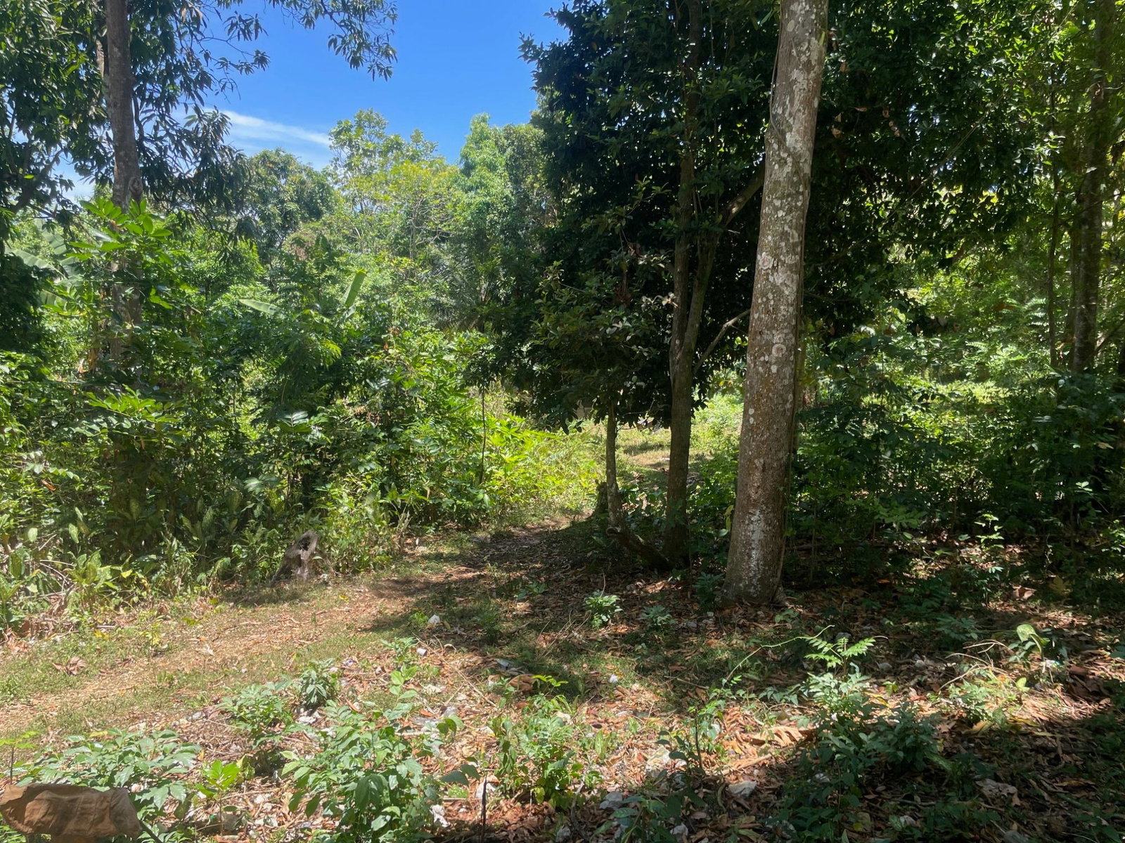 Seventeenth image of Lot 207- New Ground, Lime Hall, st in Lime Hall, St. Ann, Jamaica - property is For Sale