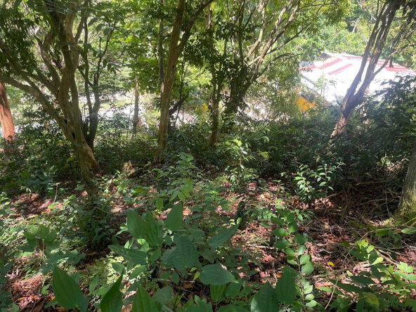 Twenty-Third image of Lot 207- New Ground, Lime Hall, st in Lime Hall, St. Ann, Jamaica - property is For Sale