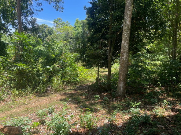 Third image of Lot 207- New Ground, Lime Hall, st in Lime Hall, St. Ann, Jamaica - property is For Sale