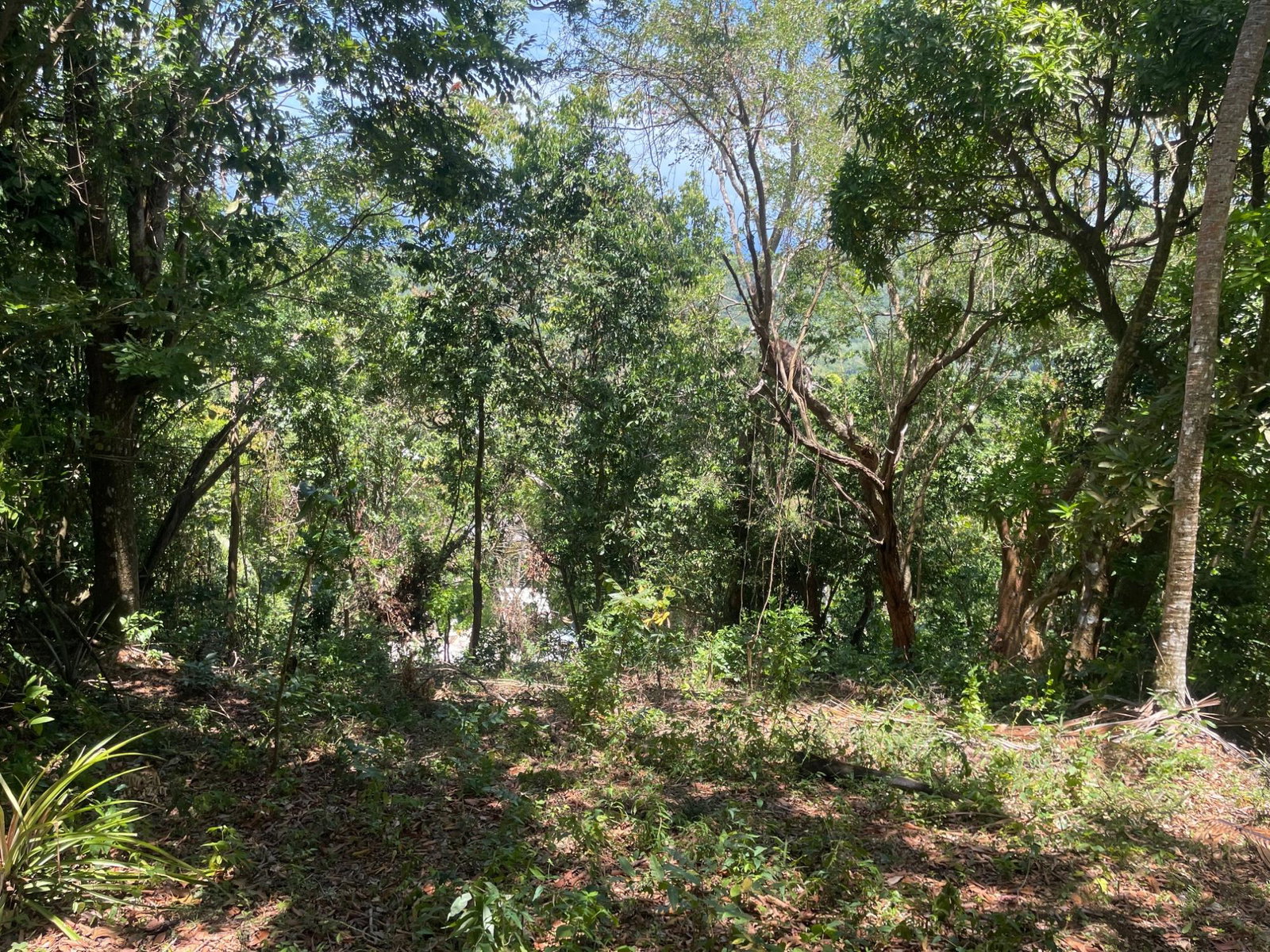 Fifth image of Lot 207- New Ground, Lime Hall, st in Lime Hall, St. Ann, Jamaica - property is For Sale
