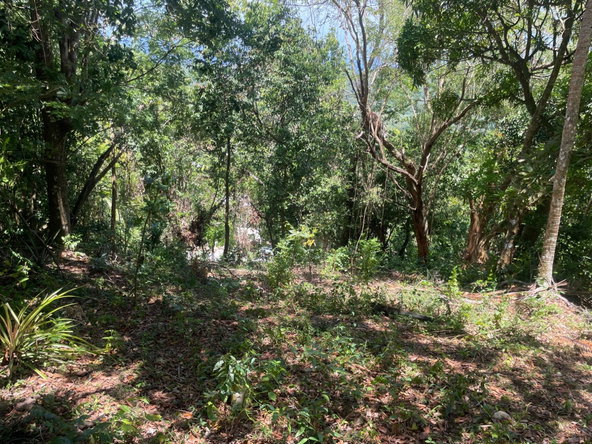 Sixth image of Lot 207- New Ground, Lime Hall, st in Lime Hall, St. Ann, Jamaica - property is For Sale